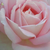 Roza - Vrtnica čajevka - Myriam